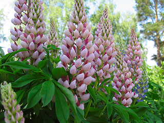 Image showing Flowers