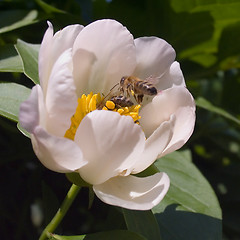 Image showing Bee and Flower