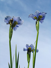 Image showing Iris flowers