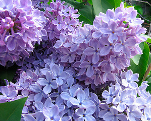 Image showing Lilac