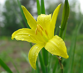 Image showing Yellow lily flower