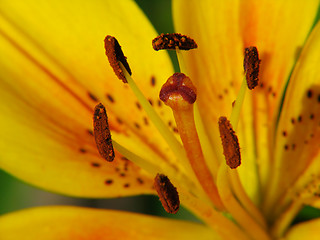 Image showing Yellow lily flower