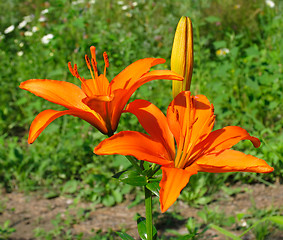 Image showing Red lily flowers