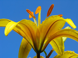 Image showing Yellow Lilium flower