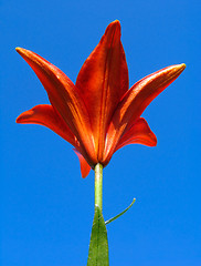 Image showing Red lily flower