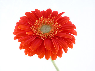 Image showing pretty in orange