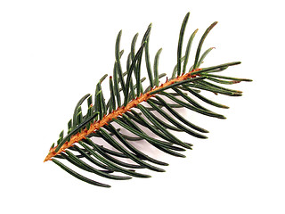 Image showing fir