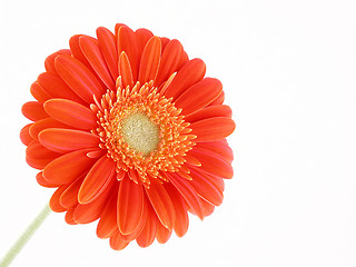 Image showing pretty in orange