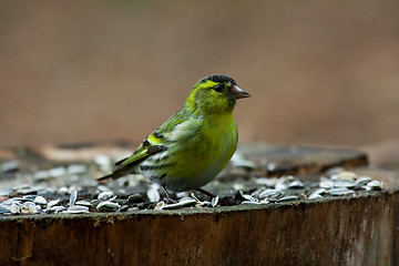 Image showing Siskin