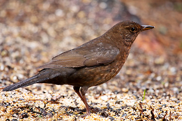 Image showing Young blackbird