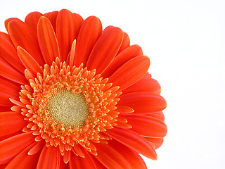 Image showing pretty in orange