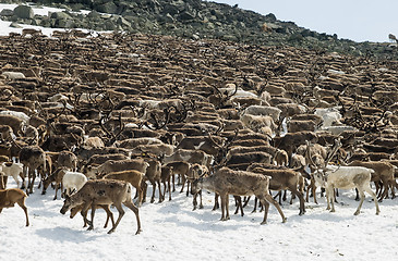 Image showing Herd of reindeers