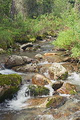 Image showing Forest creek