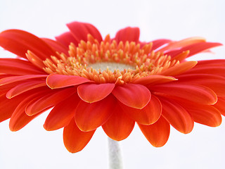 Image showing pretty in orange