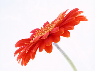 Image showing pretty in orange