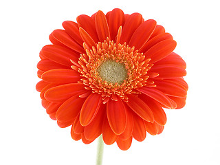 Image showing pretty in orange