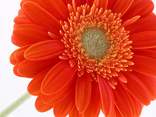 Image showing pretty in orange