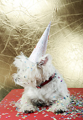 Image showing Dog party