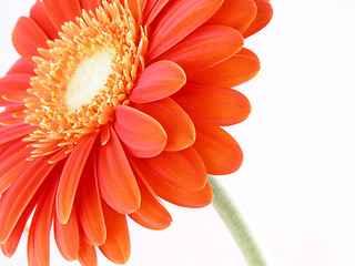 Image showing pretty in orange