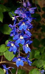 Image showing Blue Delphinium Flowers