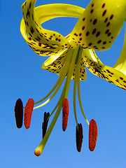 Image showing Lilium tigrinum