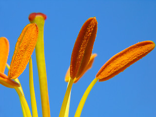 Image showing Lily stamens on blue sky background