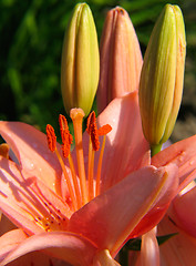 Image showing Red lily flowers