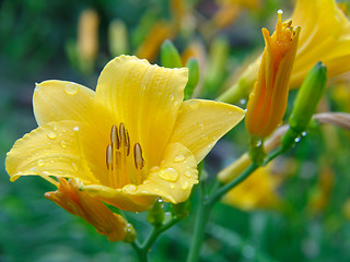 Image showing Yellow lily flower