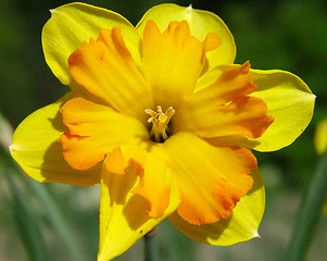 Image showing Narcissus