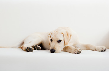 Image showing Cute labrador dog
