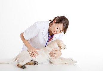 Image showing Veterinay taking care of a dog