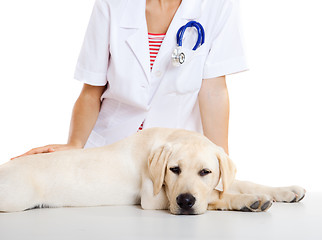 Image showing Veterinay taking care of a dog