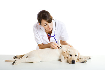 Image showing Veterinay taking care of a dog