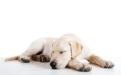 Image showing Cute labrador dog