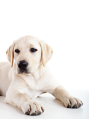 Image showing Cute labrador dog