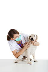 Image showing Veterinay taking care of a dog