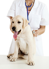 Image showing Veterinay taking care of a dog