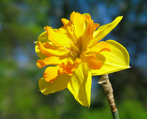 Image showing Narcissus