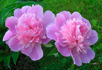 Image showing Peony