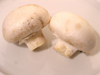 Image showing mushrooms