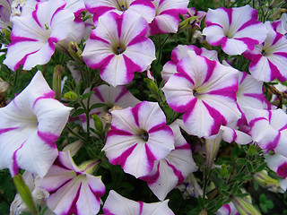 Image showing Petunia flowers