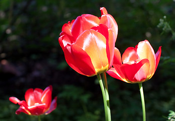 Image showing Tulip