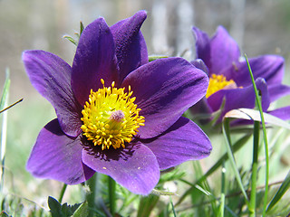 Image showing Pasque-flowers