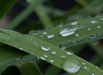 Image showing Straw on a rainy day