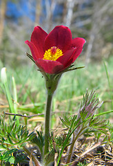 Image showing Pasque-flowers