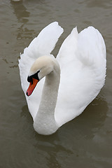 Image showing Swan in the lake