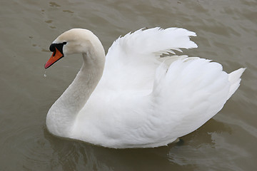 Image showing Swan in the lake