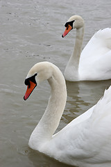 Image showing Swans in the lake