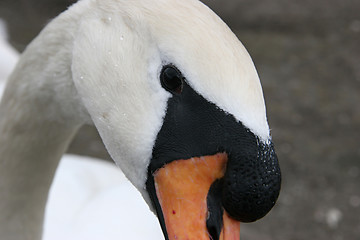 Image showing Portrait of a swan