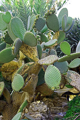 Image showing Green cactus